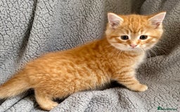 Mixed Breed cats for sale: SUPER FLUFFY KITTENS READY NOW - Advert 8