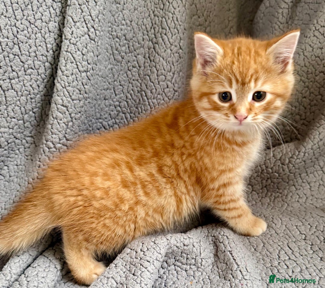 Mixed Breed cats for sale: SUPER FLUFFY KITTENS READY NOW - Advert 8