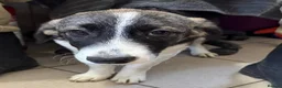 Mixed Breed dogs for adoption: Meet Trixie, currently residing in Cheshire  in Crewe - Advert 3