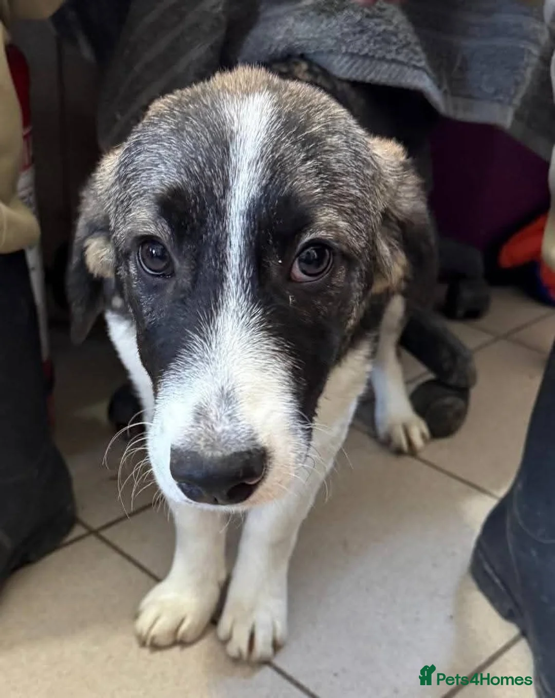 Mixed Breed dogs for adoption: Meet Trixie, currently residing in Cheshire  in Crewe - Advert 3