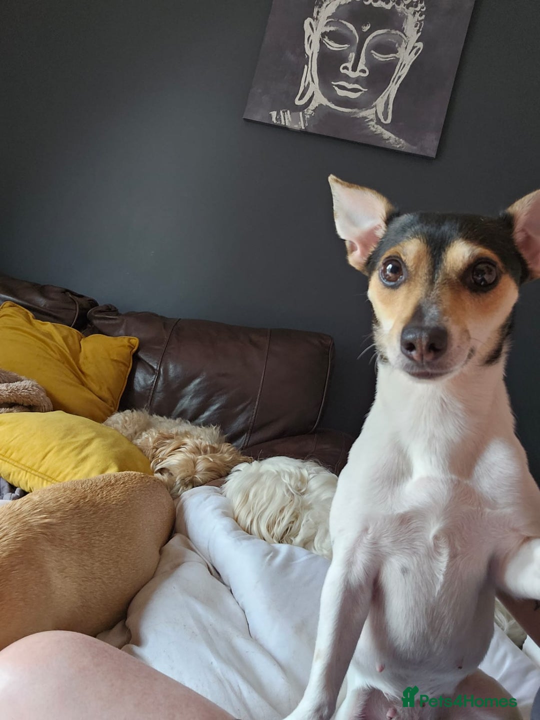 Jack Russell dogs for adoption: 💖🐶 DAISY 🐶💖 - Image 8