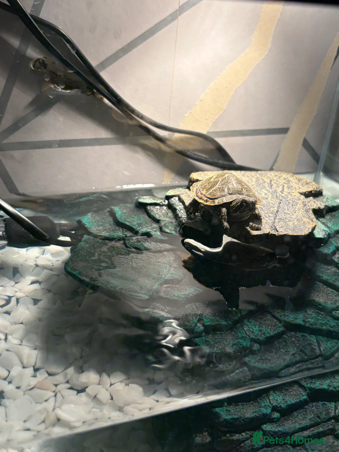 Terrapin reptiles for sale: Two terrapins in Accrington - Advert 2