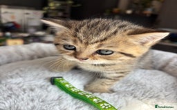 British Shorthair cats for sale: 💎Rare BSH Kittens💎Pedigree Champion Blood Line💎 - Image 36