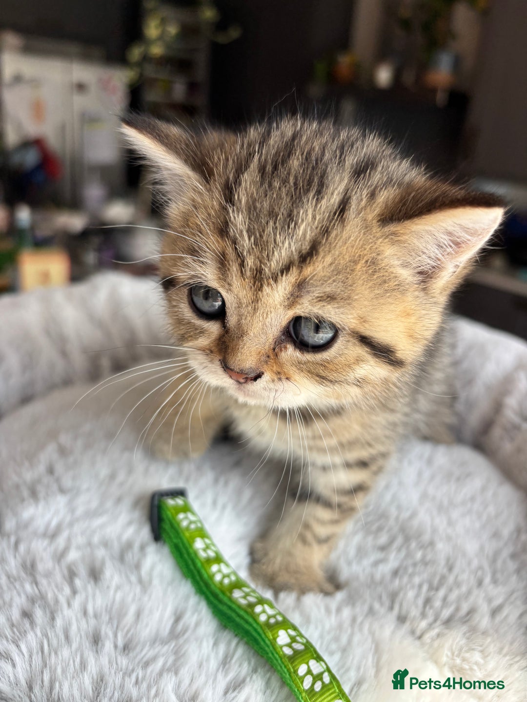 British Shorthair cats for sale: 💎Rare BSH Kittens💎Pedigree Champion Blood Line💎 - Image 36