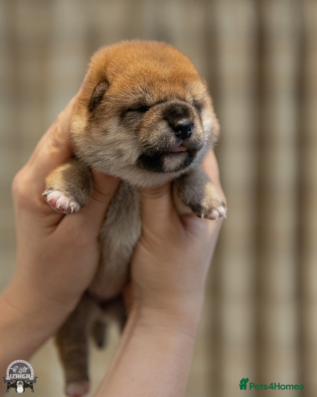 Japanese Shiba Inu dogs for sale: 	“Shiba Inu Puppies – Champion Pedigree, DNA Clear - Advert 32