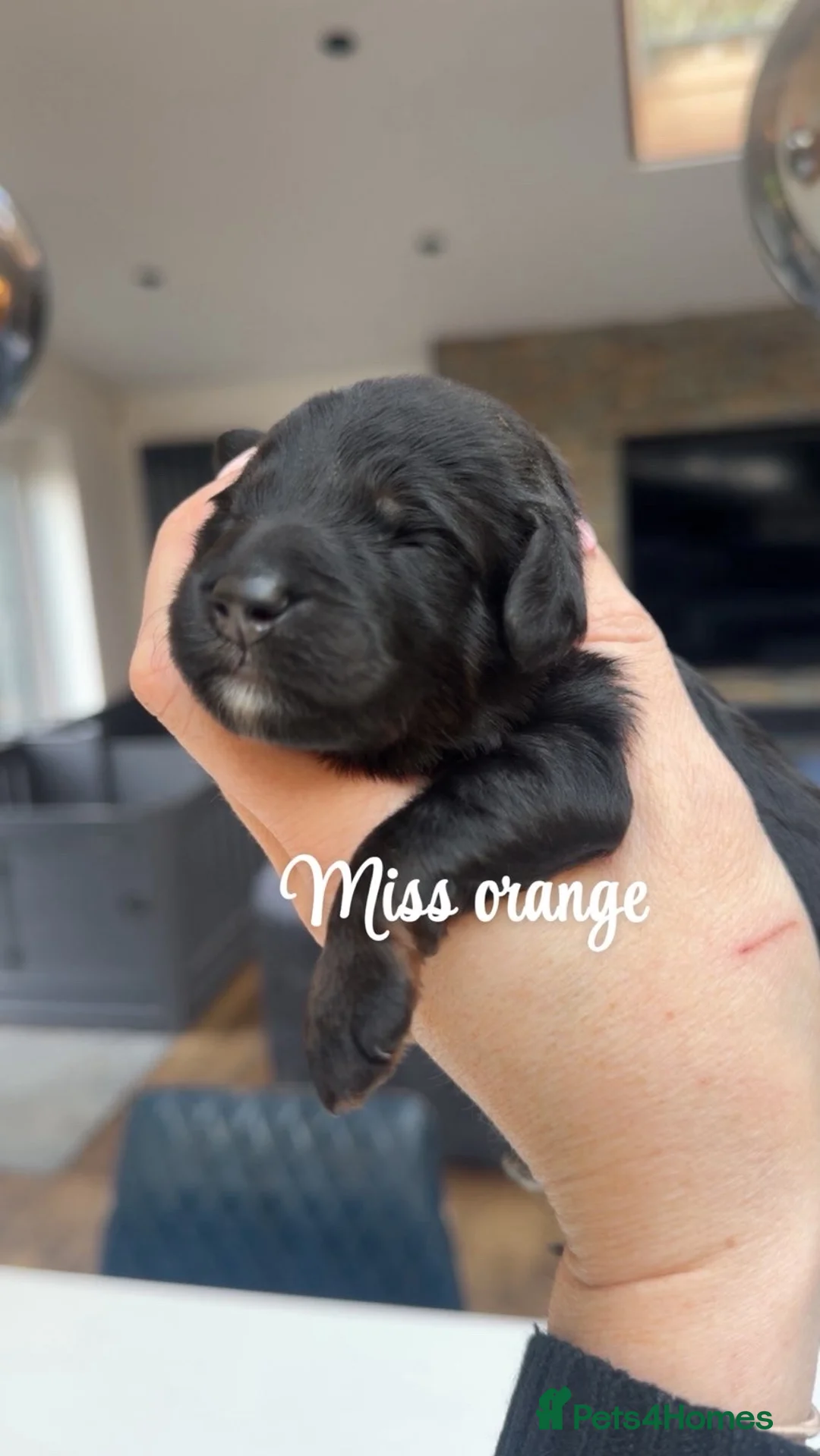 Bernedoodle dogs for sale: Merle, Black & Tan Mini Outstanding Bernedoodles - Advert 24