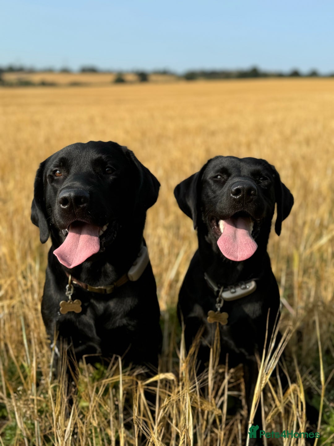 Labrador Retriever dogs for sale: Labrador puppies - Advert 1