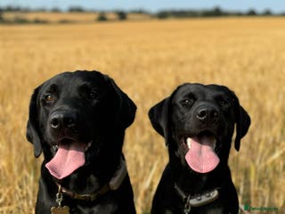 Labrador Retriever dogs Labrador puppies - Advert 1
