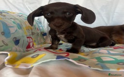 Miniature Dachshund dogs for sale: Miniature dachshund **updated  - Image 9