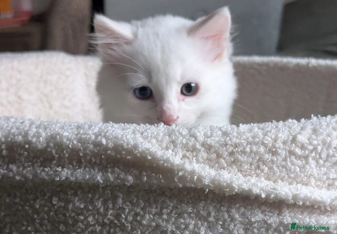 Mixed Breed cats for sale: One beautiful fluffy male kitten  - Advert 12