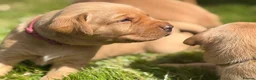 Labrador Retriever dogs for sale: Beautiful Fox Red Labrador Puppy – 1 Boy Available - Advert 9