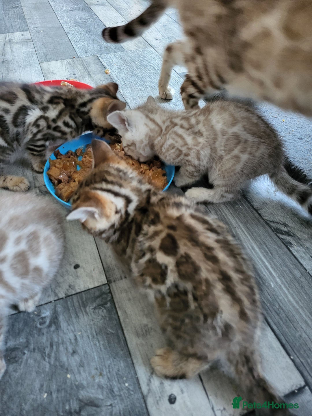Bengal cats for sale: 7 Beautiful kittens are looking for a forever home - Image 13