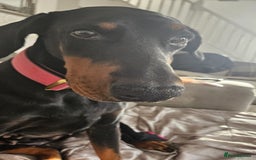 Dobermann dogs for sale: Loving doberman to loving home only. - Image 2