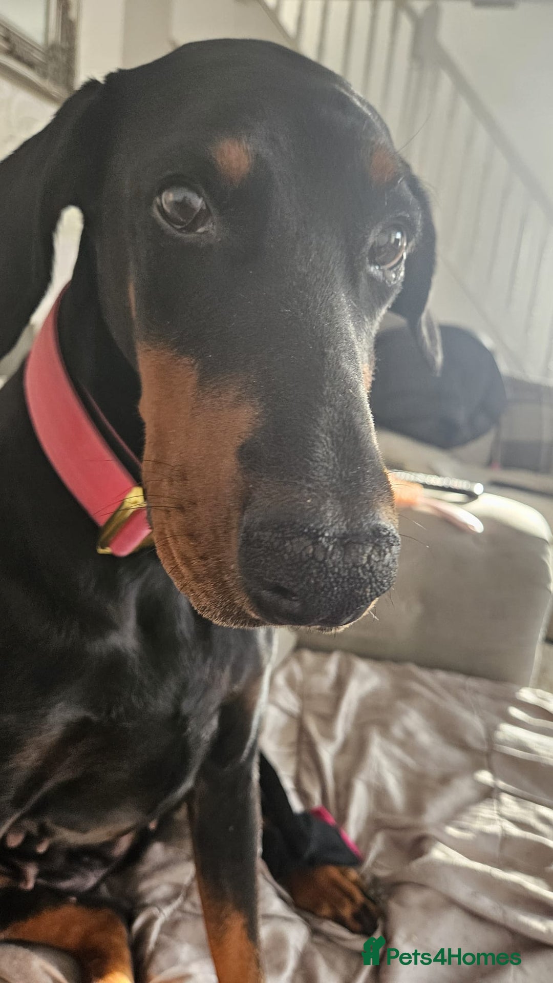Dobermann dogs for sale: Loving doberman to loving home only. - Image 2