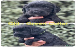 Sprocker dogs for sale: Exceptionally Bred F1 Sprockers from FTCH lines - Image 8
