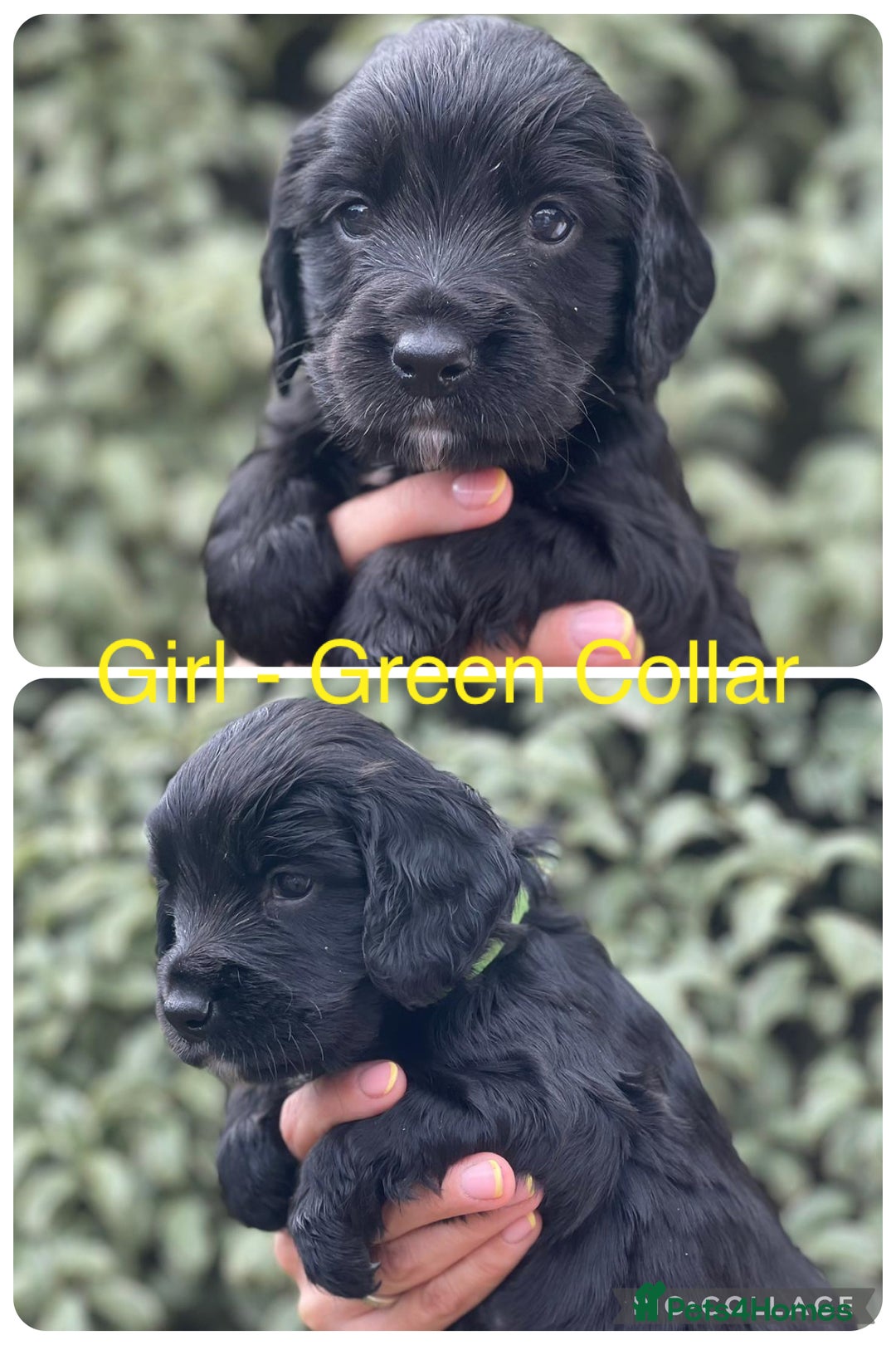 Sprocker dogs for sale: Exceptionally Bred F1 Sprockers from FTCH lines - Image 8