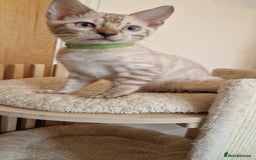 Bengal cats for sale: Purebred Bengal boy whit blue eyes 💙 - Image 12