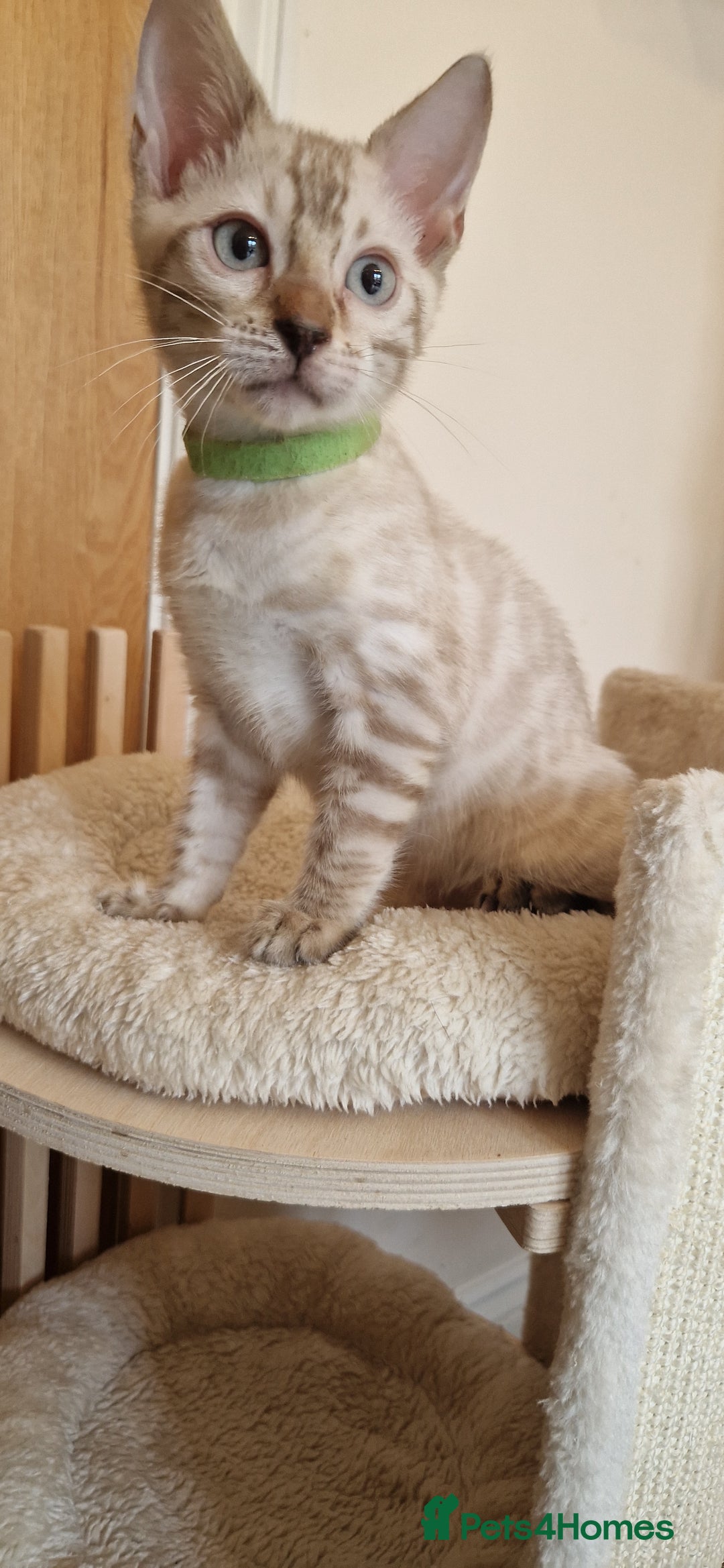 Bengal cats for sale: Purebred Bengal boy whit blue eyes 💙 - Image 12
