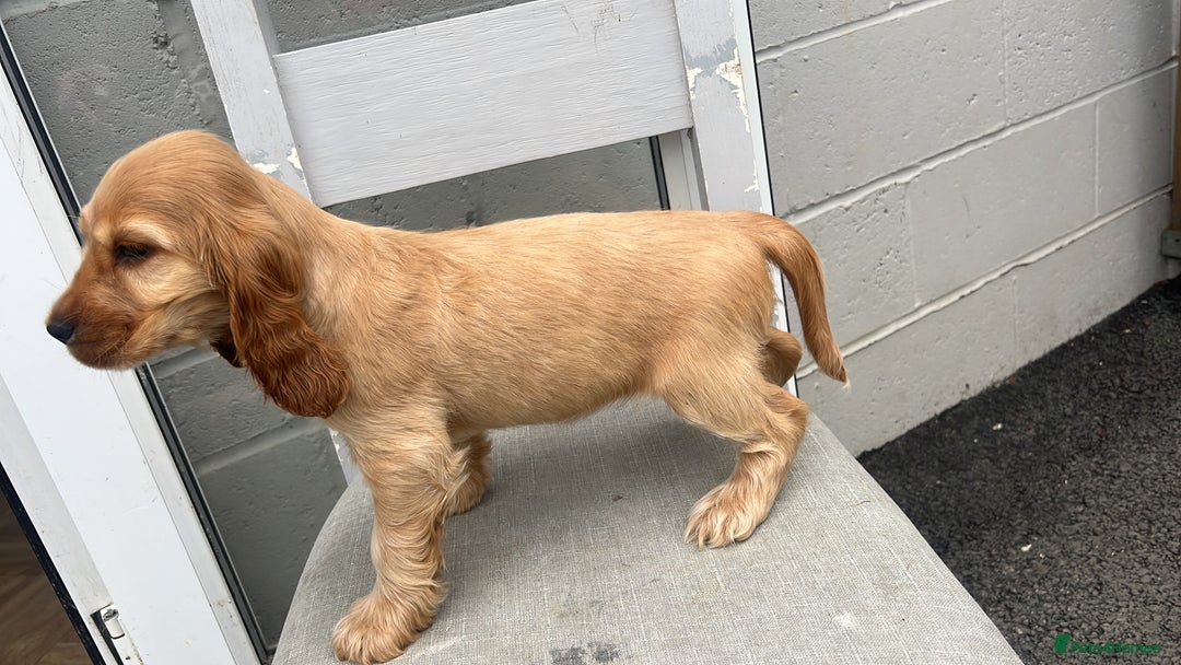 Cocker Spaniel dogs for sale: LAST 3 GIRLS ⭐️⭐️⭐️⭐️⭐️CH BLOODLINES  - Image 27