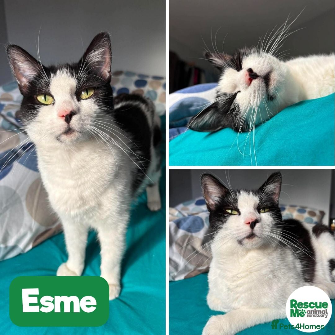 Mixed Breed cats Esme - gorgeous girl - Advert 12