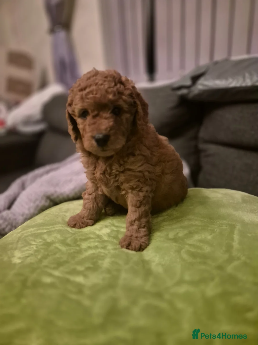 Poochon dogs for stud: Poochon stud. - Advert 6