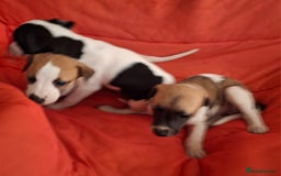 Whippet dogs for sale: KC Particolour Whippet Puppies - Image 4