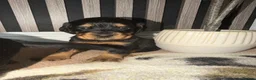 Cocker Spaniel dogs for sale: Cocker Spaniel Puppies  in Ashford - Advert 10