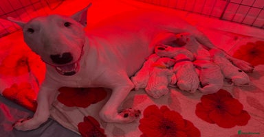 English Bull Terrier dogs *REDUCED* 1 male KC EBT pup left - Advert 6