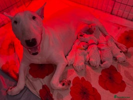 English Bull Terrier dogs *REDUCED* 1 male KC EBT pup left - Advert 1