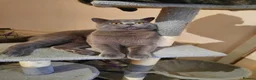 British Shorthair cats for stud: British shorthair blue boy for stud - Advert 5
