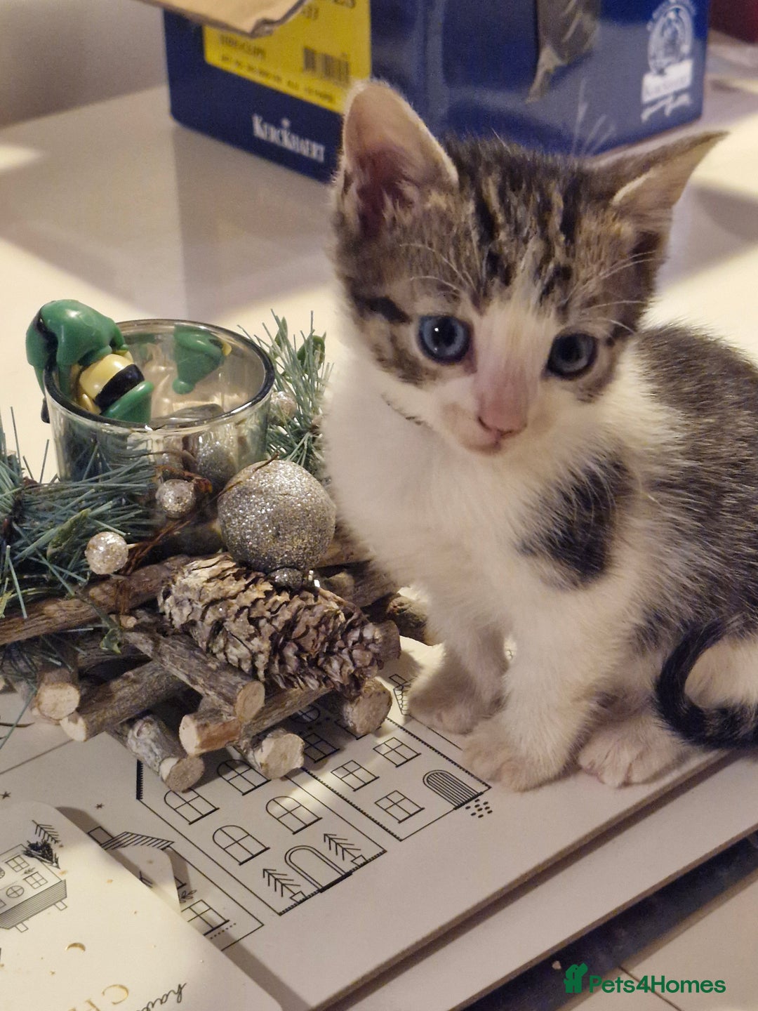 Mixed Breed cats for sale: Beautiful Siamese cross kittens - Advert 27