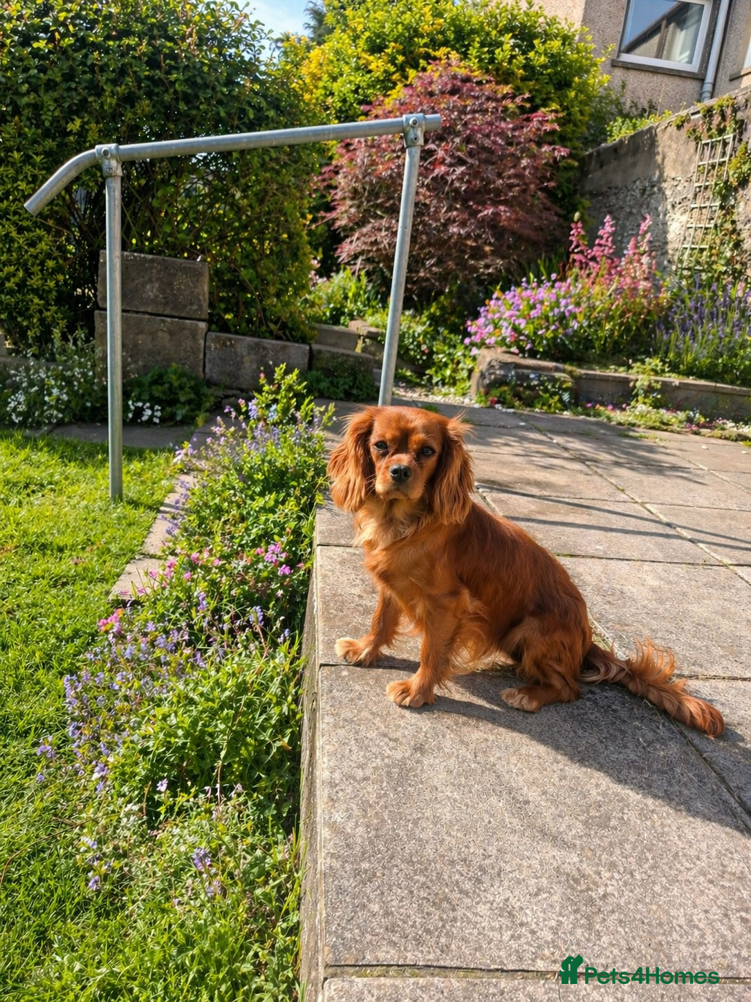 Cavalier King Charles Spaniel dogs 9 month old females kc health tested parents  - Advert 15