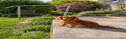 Cavalier King Charles Spaniel dogs for sale: 10 month old females kc health tested parents  - Advert 1