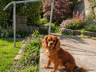 Cavalier King Charles Spaniel dogs 9 month old females kc health tested parents - Advert 15