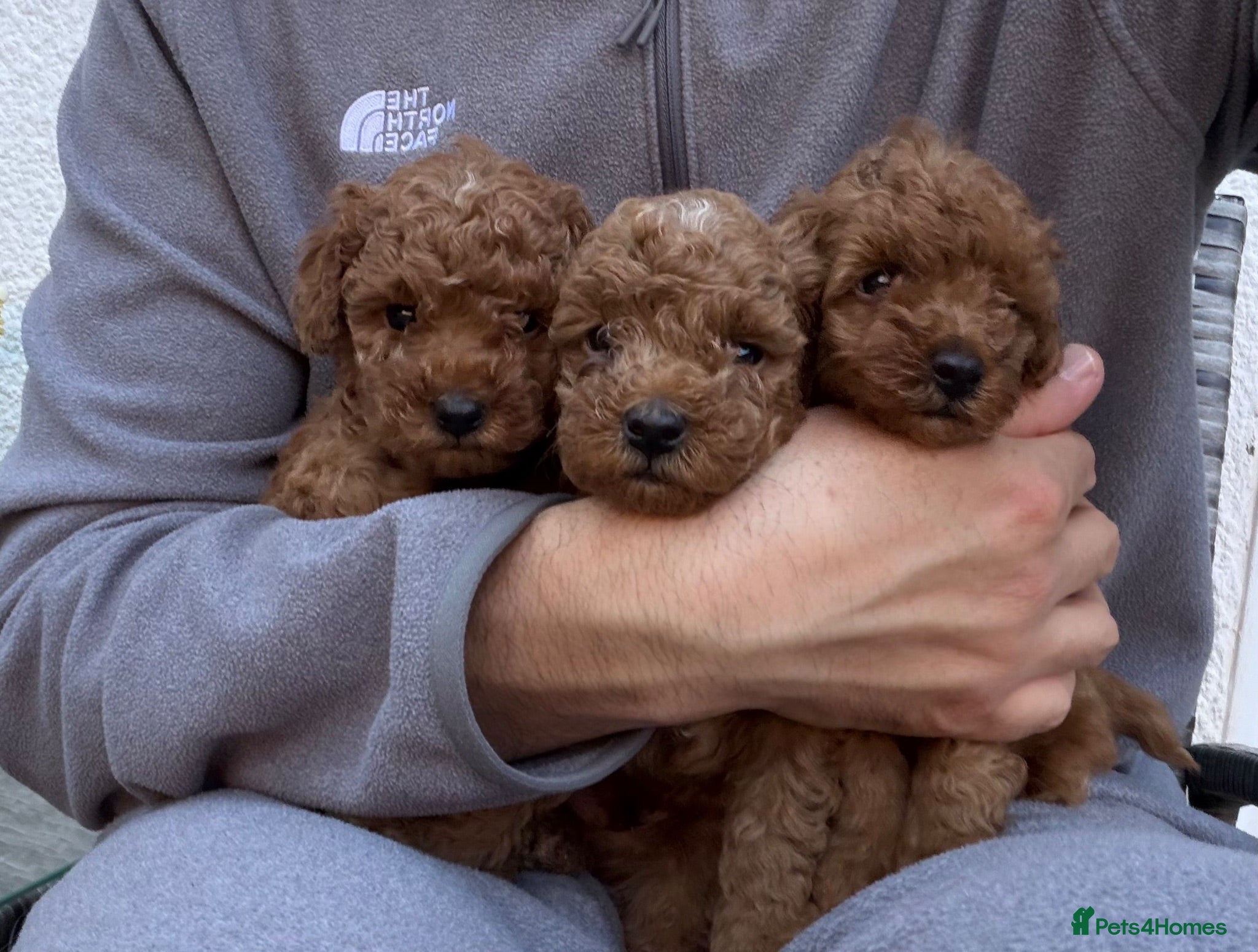 Toy Poodle dogs Outstanding KC red toy poodle puppies 🐩  - Advert 1
