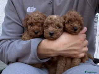Toy Poodle dogs Outstanding KC red toy poodle puppies 🐩 - Advert 1