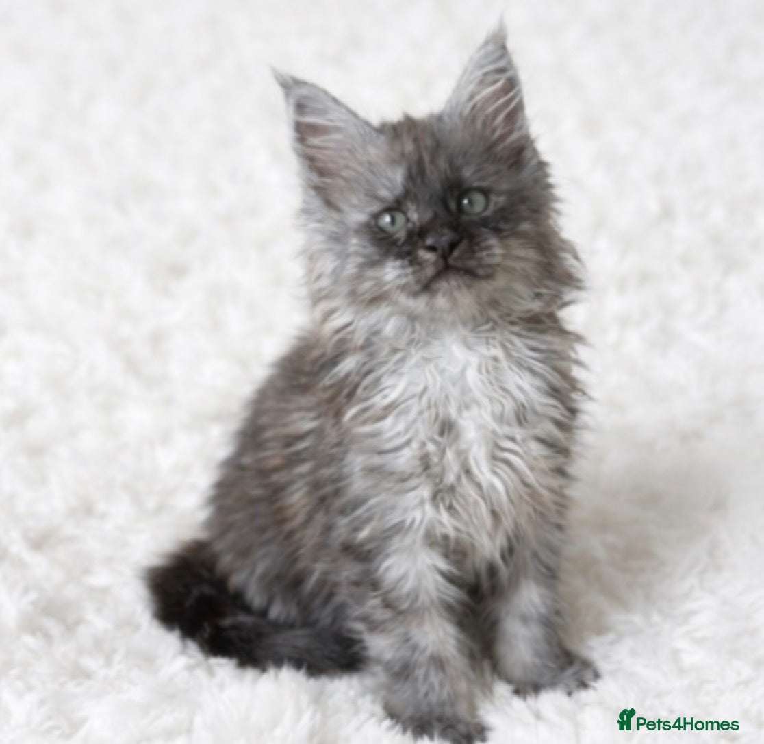 Maine Coon cats Ready now 😻😻😻 - Advert 1