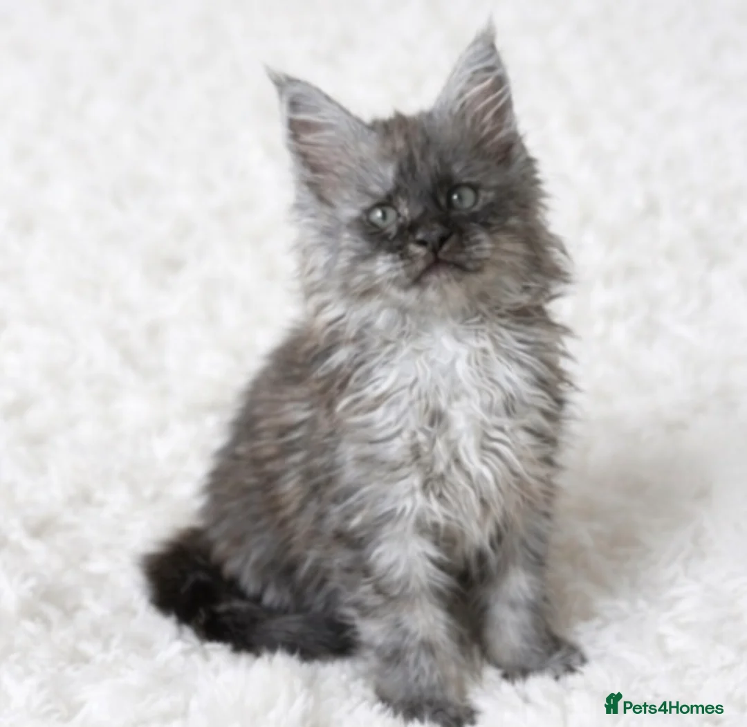 Maine Coon cats for sale: Ready now 😻😻😻 - Advert 1