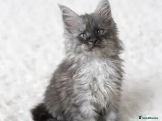 Maine Coon cats Ready now 😻😻😻 - Advert 1