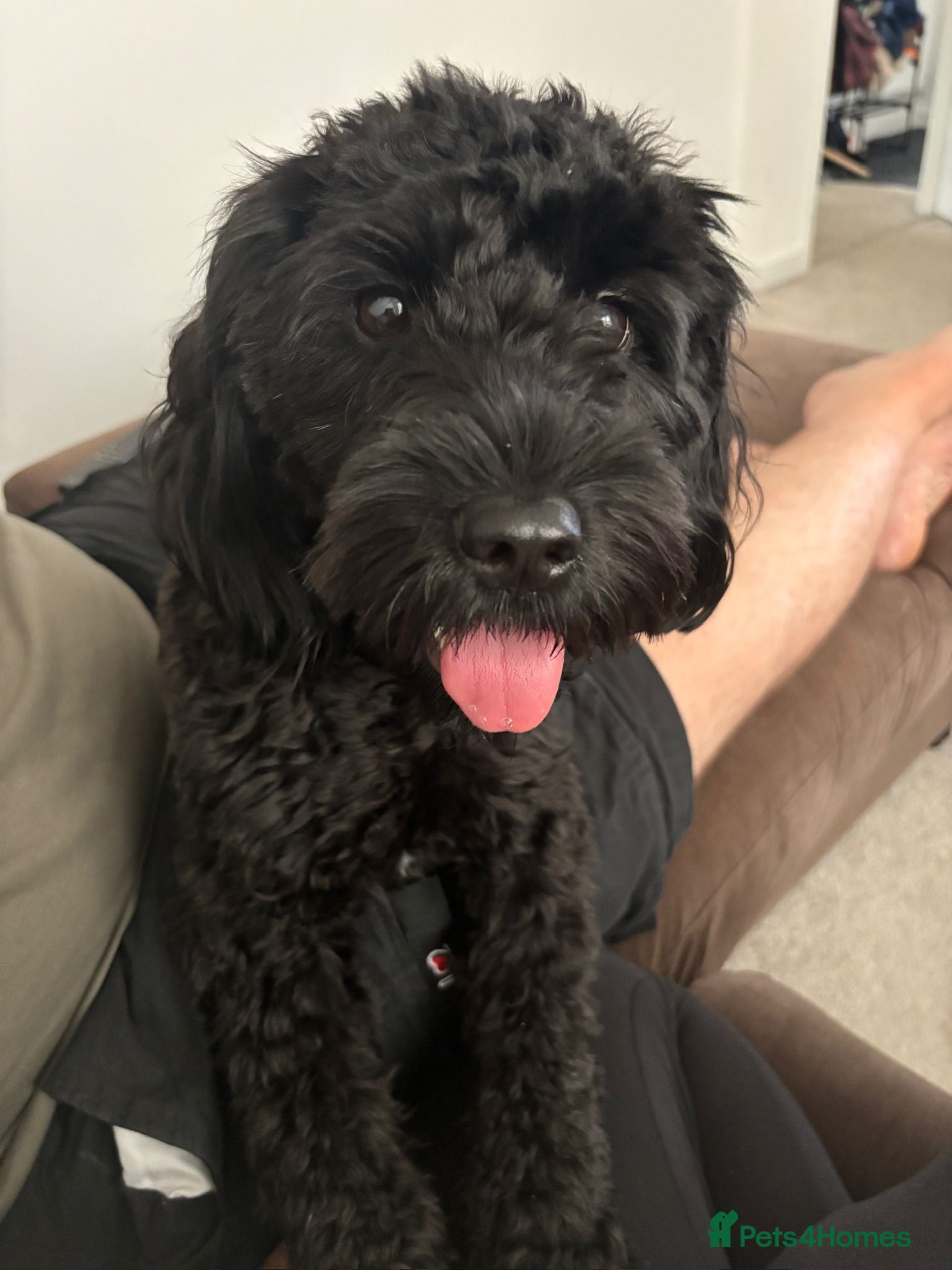 Mixed Breed dogs Beautiful Sproodle x Lhasa Apso Puppies - Advert 18