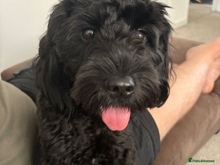 Mixed Breed dogs Beautiful Sproodle x Lhasa Apso Puppies - Advert 13