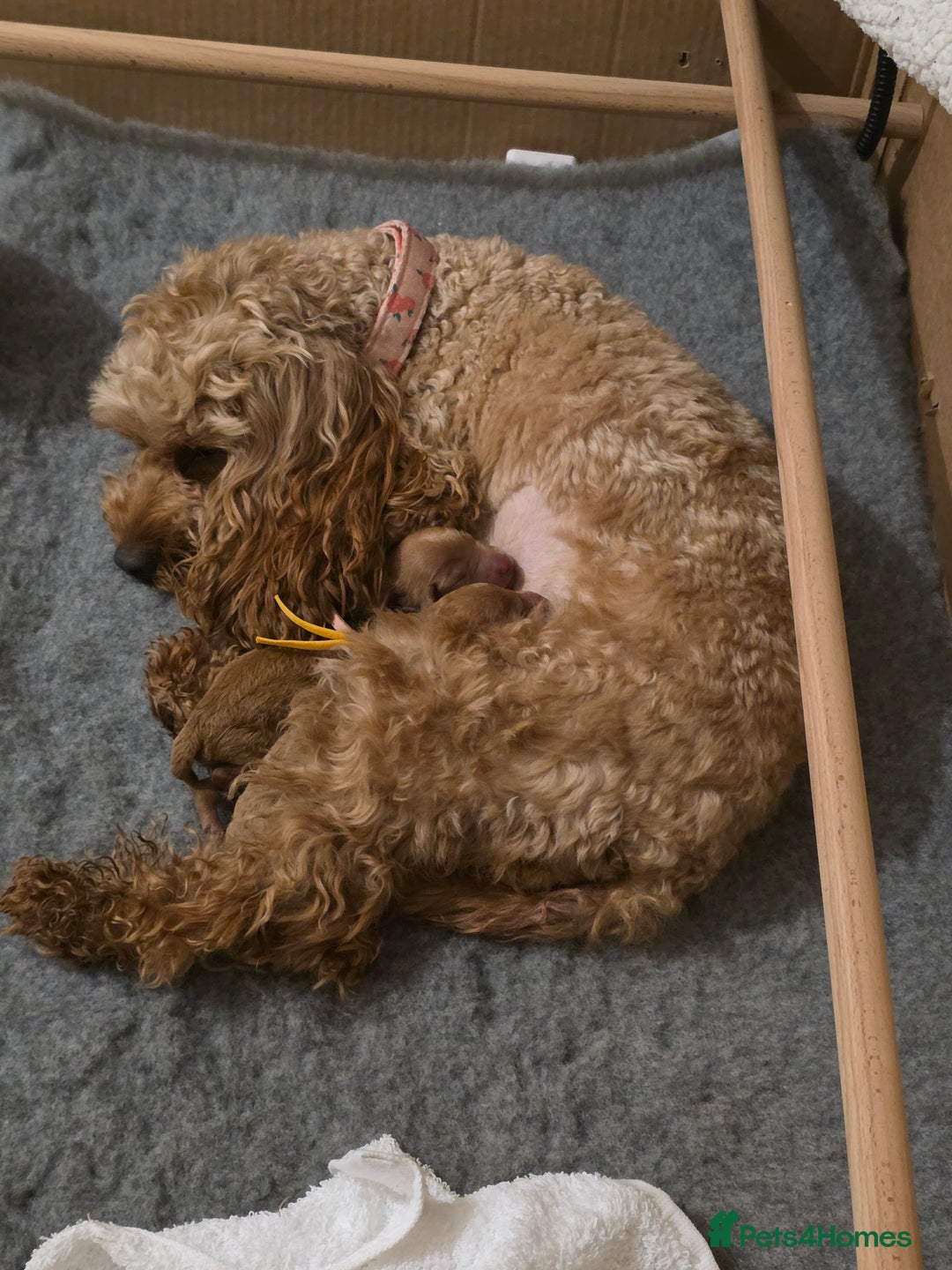 Cockapoo dogs for sale: Mini red cockapoo puppies ready 17th Jan 2026  - Advert 14