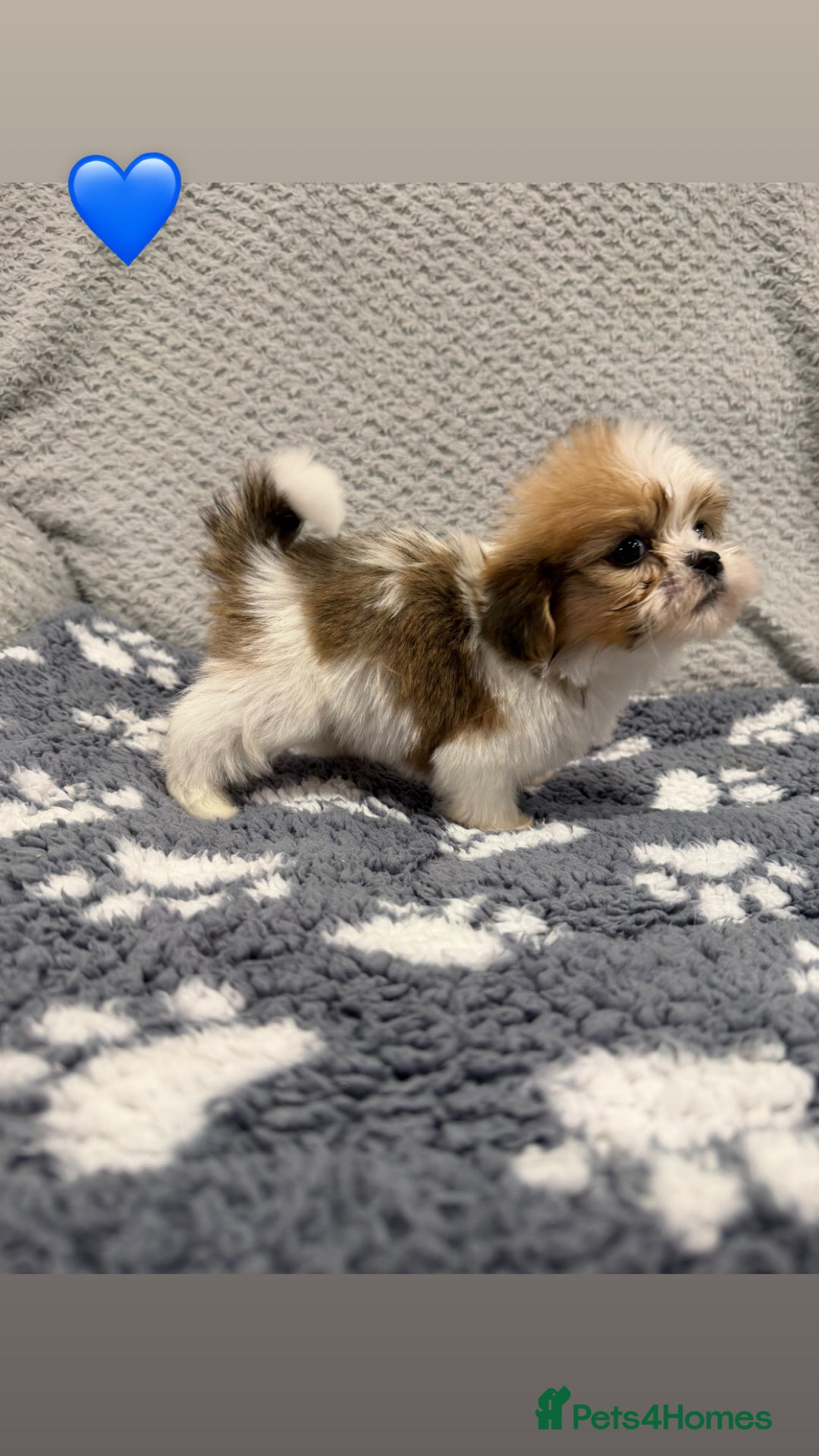 Lhasa Apso dogs for sale: Lhasa apso puppies 🐶 - Advert 9