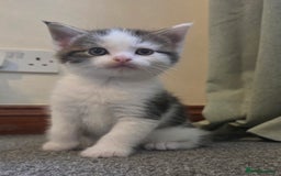 Mixed Breed cats for sale: 5 stunning babies ready in just over 2 weeks  - Image 8