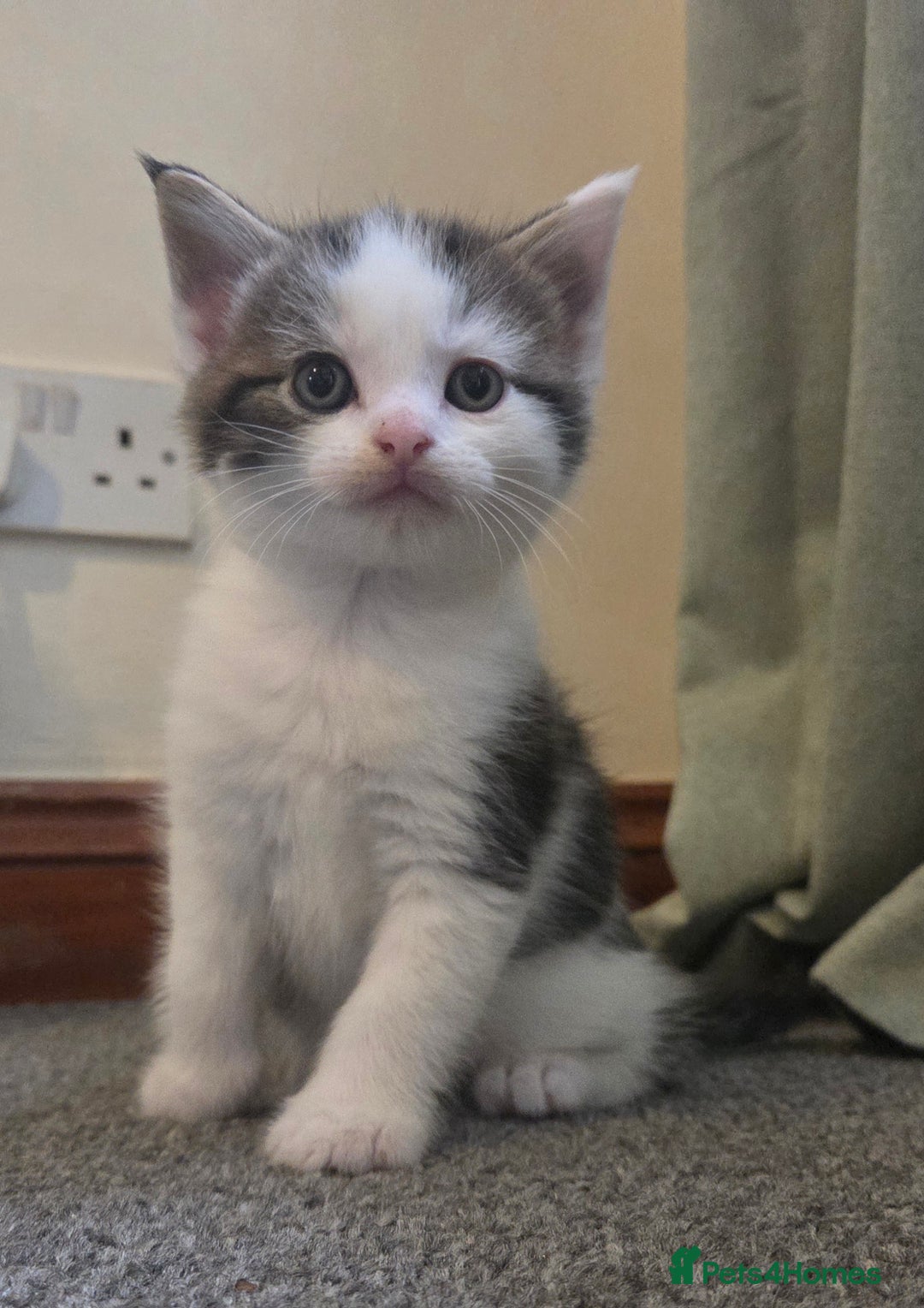 Mixed Breed cats for sale: 5 stunning babies ready in just over 2 weeks  - Image 8
