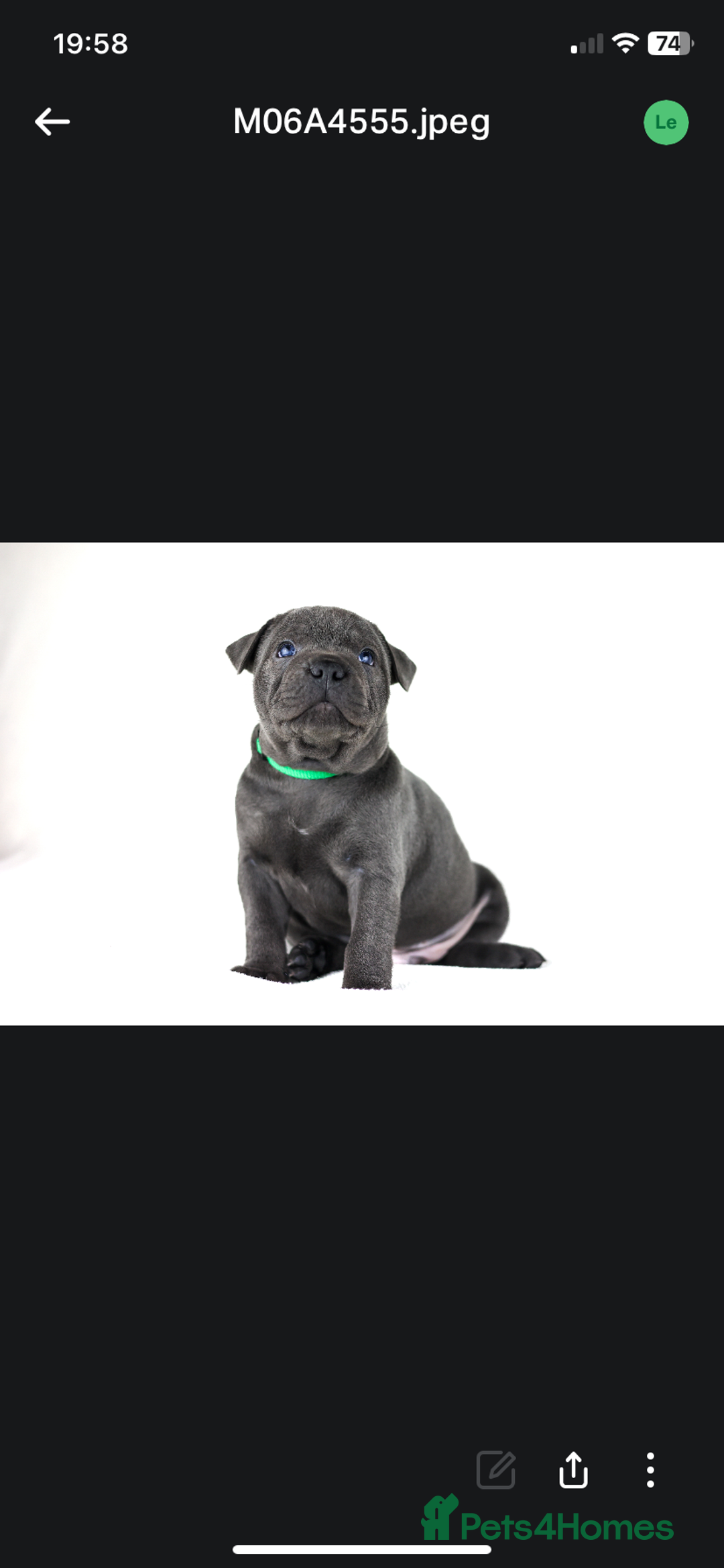 Staffordshire Bull Terrier dogs for stud: PROVEN Staffordshire bull terrier stud  - Advert 23