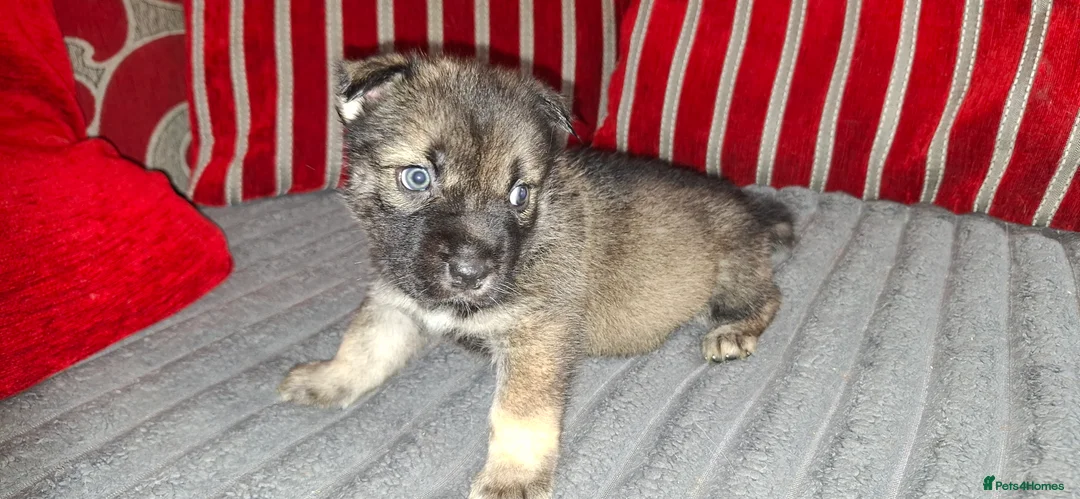Mixed Breed dogs for sale: Siberian husky + Rus A Pei - Advert 15