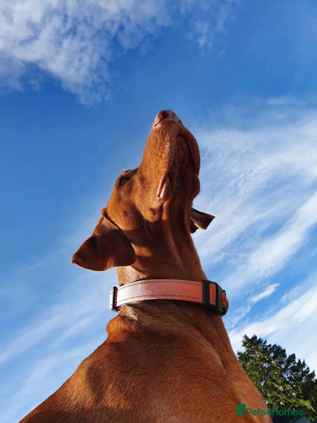 Hungarian Vizsla dogs for sale: Hungarian Vizsla Puppies - Coming Soon! - Advert 12