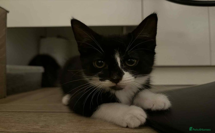 Mixed Breed cats - Advert 2