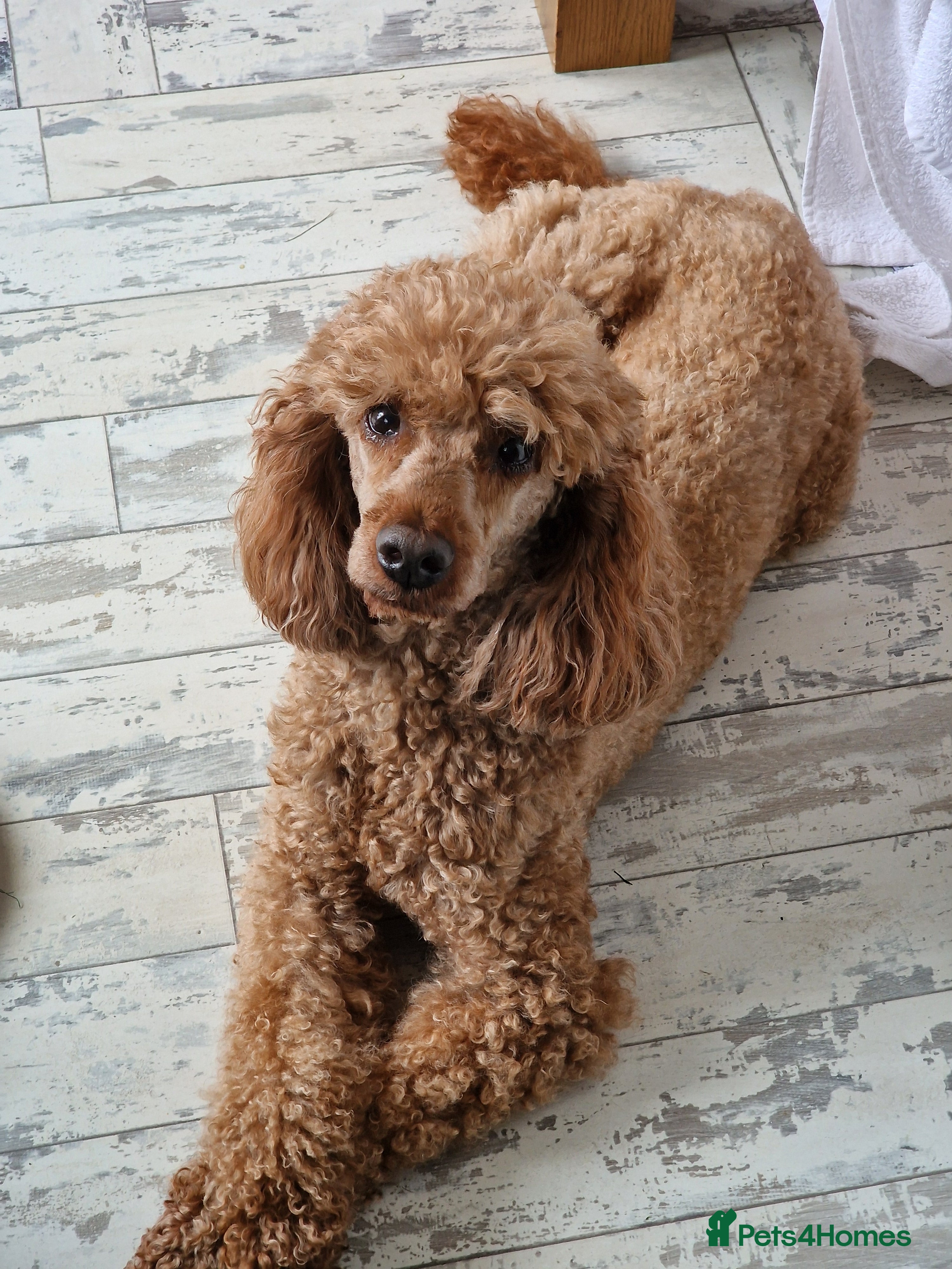 Miniature Poodle dogs FINLEY MINIATURE POODLE STUD BOY. in Liverpool - Advert 1